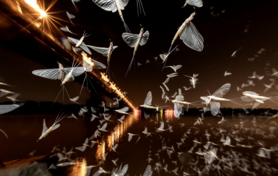  لحظات حیرت‌انگیز حیات‌وحش / عکس