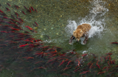  لحظات حیرت‌انگیز حیات‌وحش / عکس