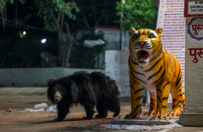  لحظات حیرت‌انگیز حیات‌وحش / عکس