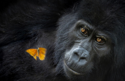  لحظات حیرت‌انگیز حیات‌وحش / عکس