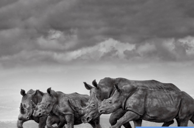  لحظات حیرت‌انگیز حیات‌وحش / عکس