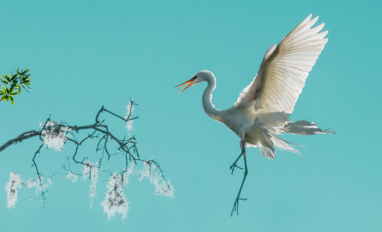  لحظات حیرت‌انگیز حیات‌وحش / عکس