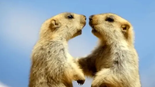  نبرد مارموت‌های هیمالیا برای غذا و بقا +فیلم