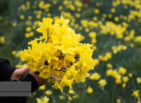 عکس/ برداشت گل نرگس در چالوس