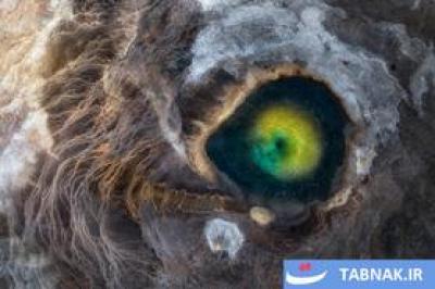 لحظات حیرت‌انگیز حیات‌وحش