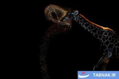 لحظات حیرت‌انگیز حیات‌وحش