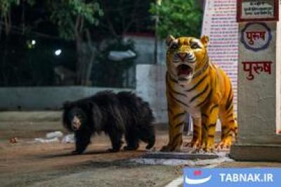 لحظات حیرت‌انگیز حیات‌وحش