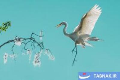 لحظات حیرت‌انگیز حیات‌وحش