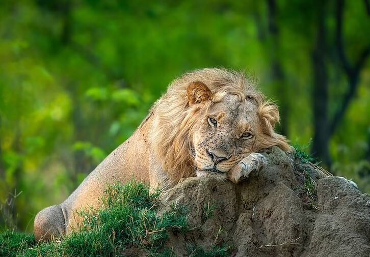 لحظات حیرت‌انگیز حیات‌وحش