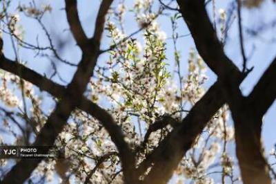 شکوفه‌های درختان بادام در شیراز 