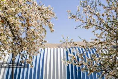 شکوفه‌های درختان بادام در شیراز 