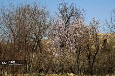 شکوفه‌های درختان بادام در شیراز 