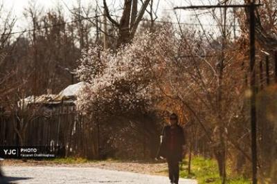 شکوفه‌های درختان بادام در شیراز 
