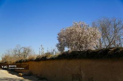 شکوفه‌های درختان بادام در شیراز 