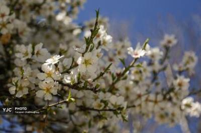شکوفه‌های درختان بادام در شیراز 