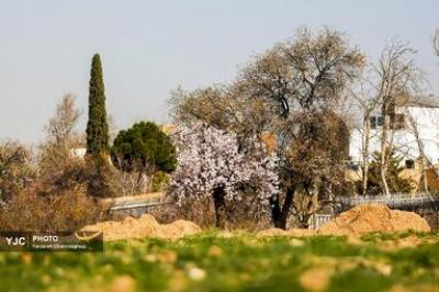 شکوفه‌های درختان بادام در شیراز 