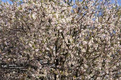 شکوفه‌های درختان بادام در شیراز 