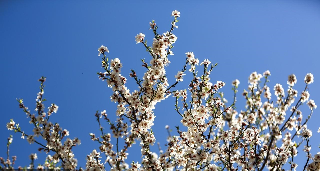 شکوفه‌های درختان بادام در شیراز 