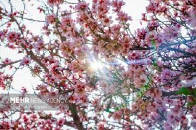 بهار زودرس در باغ‌شهر تاریخی مهریز