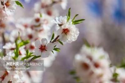 بهار زودرس در باغ‌شهر تاریخی مهریز