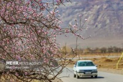 بهار زودرس در باغ‌شهر تاریخی مهریز