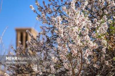 بهار زودرس در باغ‌شهر تاریخی مهریز