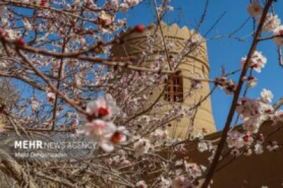 بهار زودرس در باغ‌شهر تاریخی مهریز
