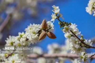 بهار زودرس در باغ‌شهر تاریخی مهریز