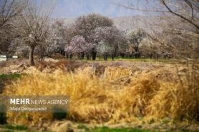 بهار زودرس در باغ‌شهر تاریخی مهریز