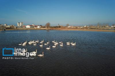 قوهای مهاجردرتالاب سرخرود