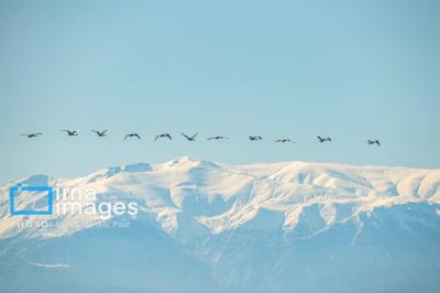 قوهای مهاجردرتالاب سرخرود