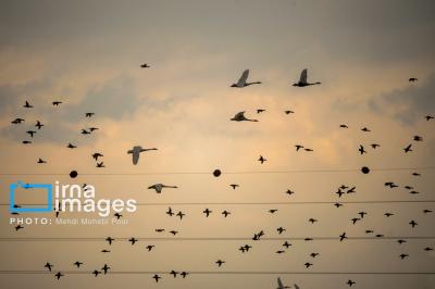 قوهای مهاجردرتالاب سرخرود