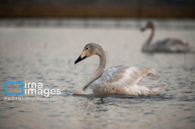 قوهای مهاجردرتالاب سرخرود