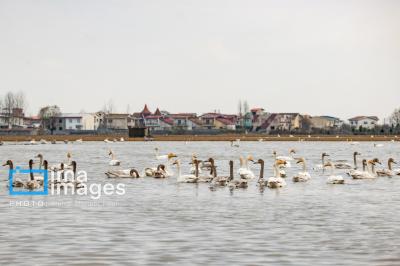 قوهای مهاجردرتالاب سرخرود