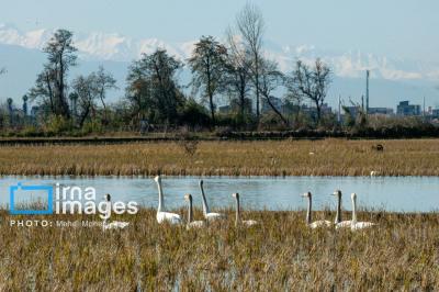 قوهای مهاجردرتالاب سرخرود