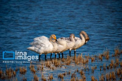 قوهای مهاجردرتالاب سرخرود