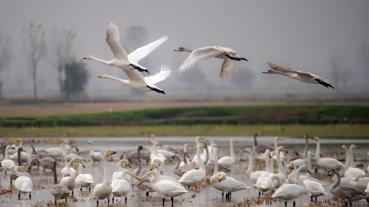 قوهای مهاجردرتالاب سرخرود