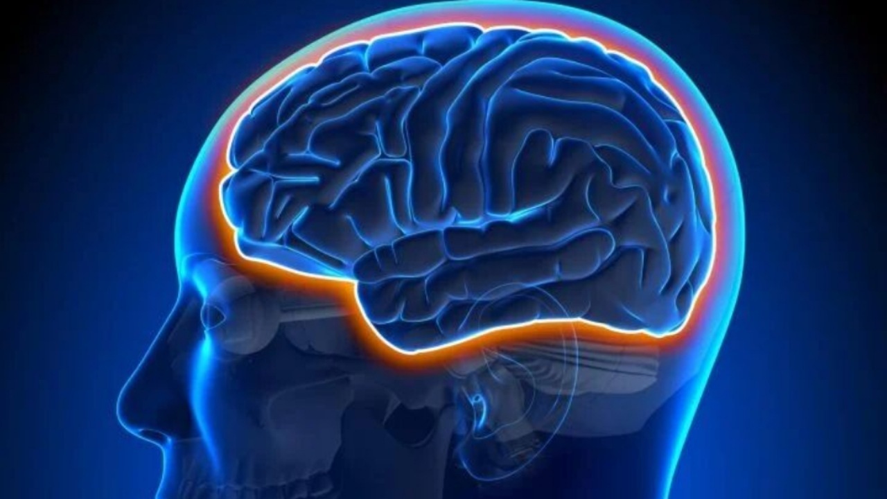 محافظت از مغز در برابر آلزایمر باورزش کردن