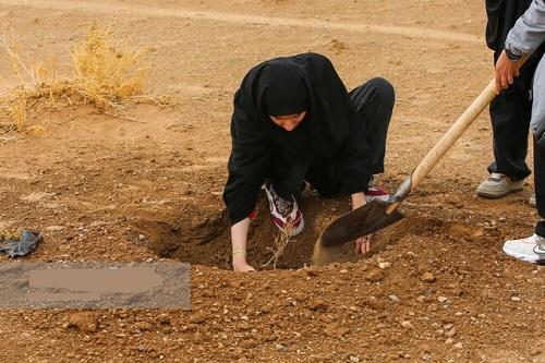 دعوت برای حضور در پویش «به یاد سرو، به نام ایران»/ فردا ۹ صبح تهران نهال می‌کارد