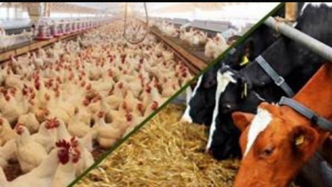 انجام بیش از ۲ میلیون و ۱۶۵هزار مورد معالجه دام