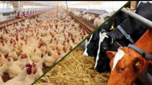انجام بیش از ۲ میلیون و ۱۶۵هزار مورد معالجه دام