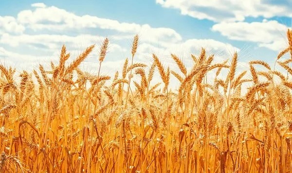  خرید گندم با قیمت سال گذشته انجام می شود 