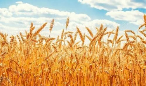  خرید گندم با قیمت سال گذشته انجام می شود 