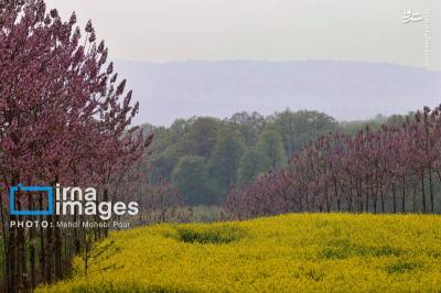 مزارع کلزادرشرق مازندران