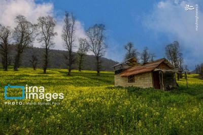 مزارع کلزادرشرق مازندران