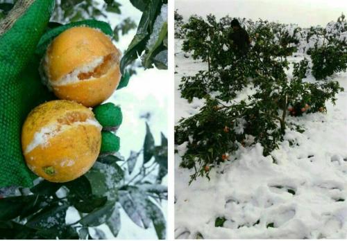 خسارت میلیاردی باغات مرکبات و مزارع کلزا شمال کشور از برف و سرما 