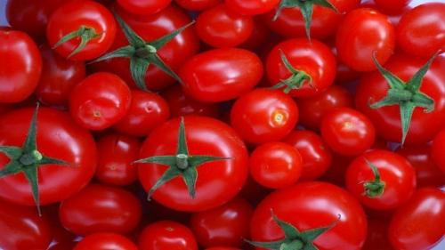 نوسانات بازار گوجه فرنگی