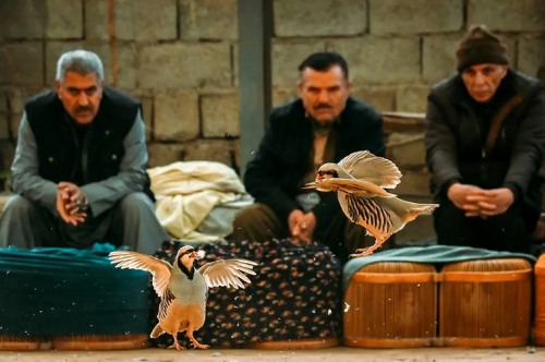  نبرد کبک‌ها؛ سنت کهن کُردی / عکس