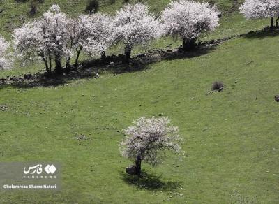 لبخند شکوفه های بهاری 