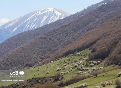 لبخند شکوفه های بهاری 